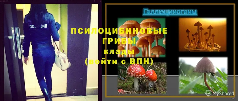 где купить наркоту  Краснообск  Псилоцибиновые грибы Magic Shrooms 